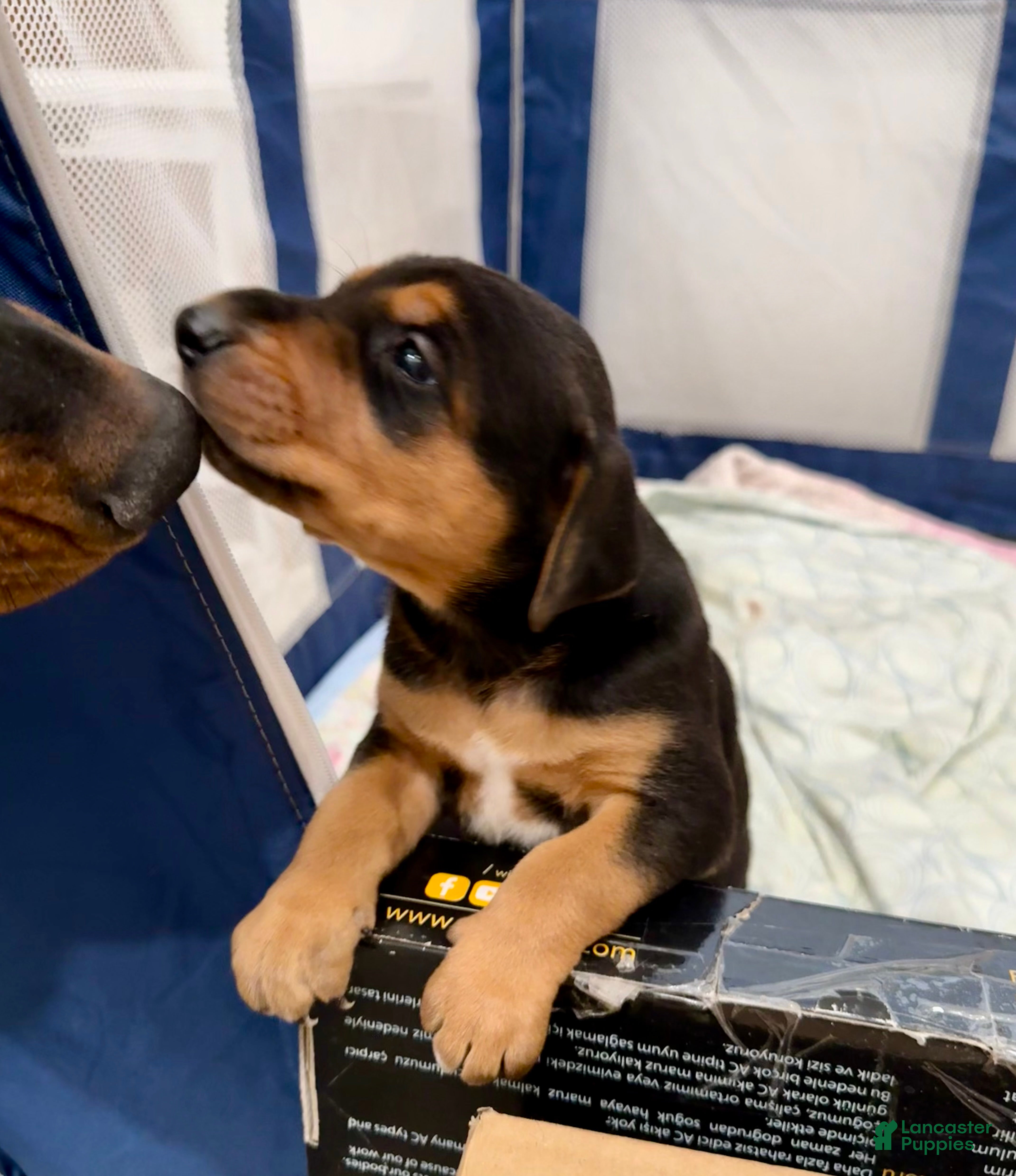 Mixed Breed dogs Doberman mix puppy  - Ad 22