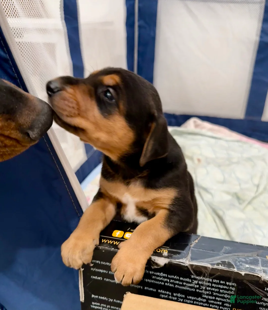Mixed Breed dogs for sale: Doberman mix puppy  - Ad 1