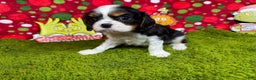 Cavalier King Charles Spaniel dogs for sale: Cavalier King Charles Spaniel Puppy 2 - Ad 3