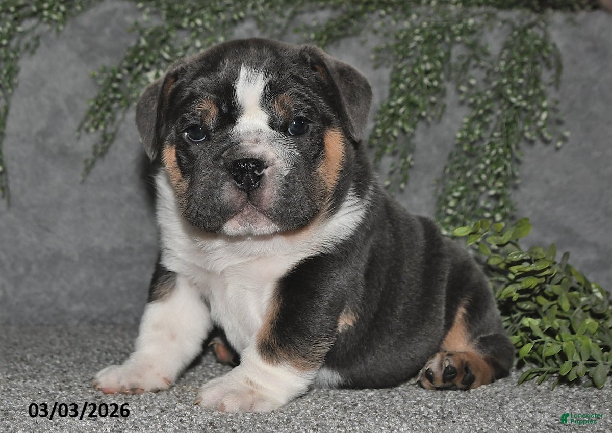 English Bulldog dogs Anson - Ad 1
