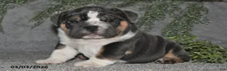 English Bulldog dogs for sale: Anson - Ad 1