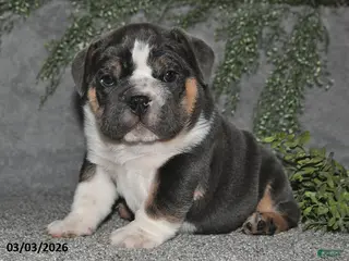 English Bulldog dogs for sale: Anson - Ad 1