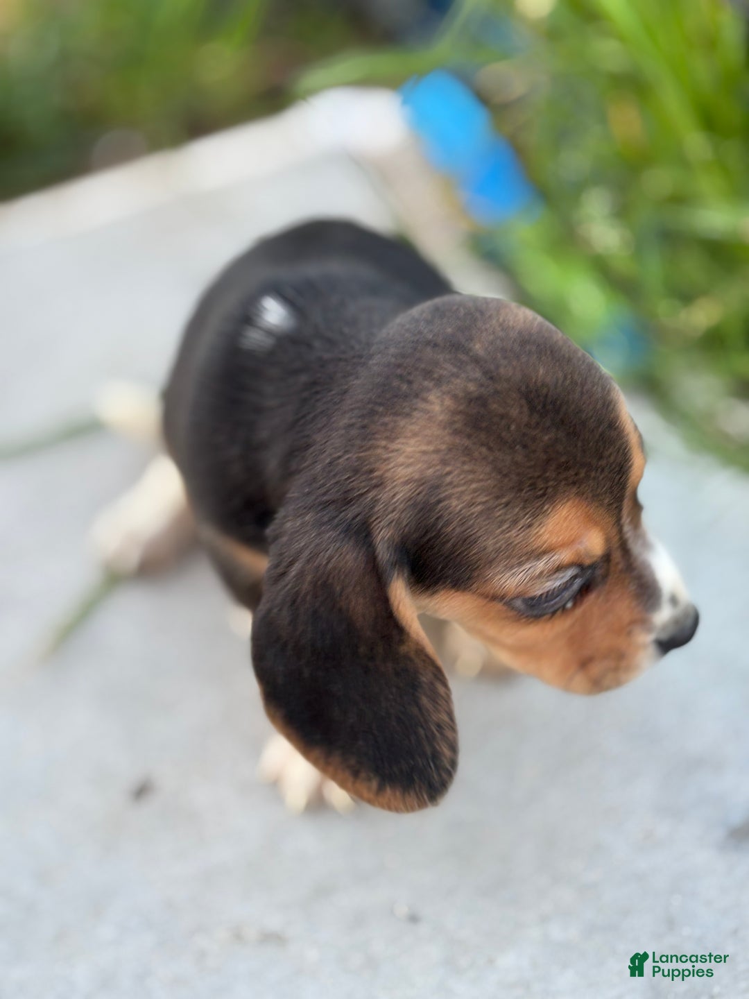 Beagle dogs for sale: Honey - Ad 11