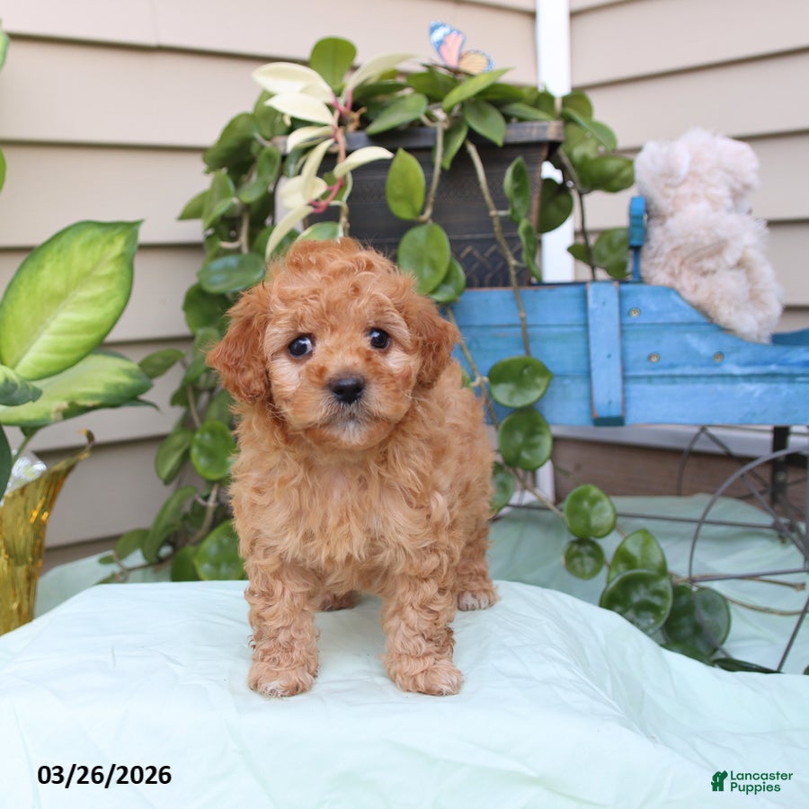 Toy Poodle dogs Peanut  - Ad 1