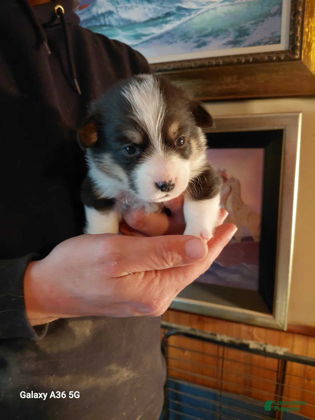 Welsh Corgi Pembroke dogs for sale: Vincent Van Gogh - Ad 2