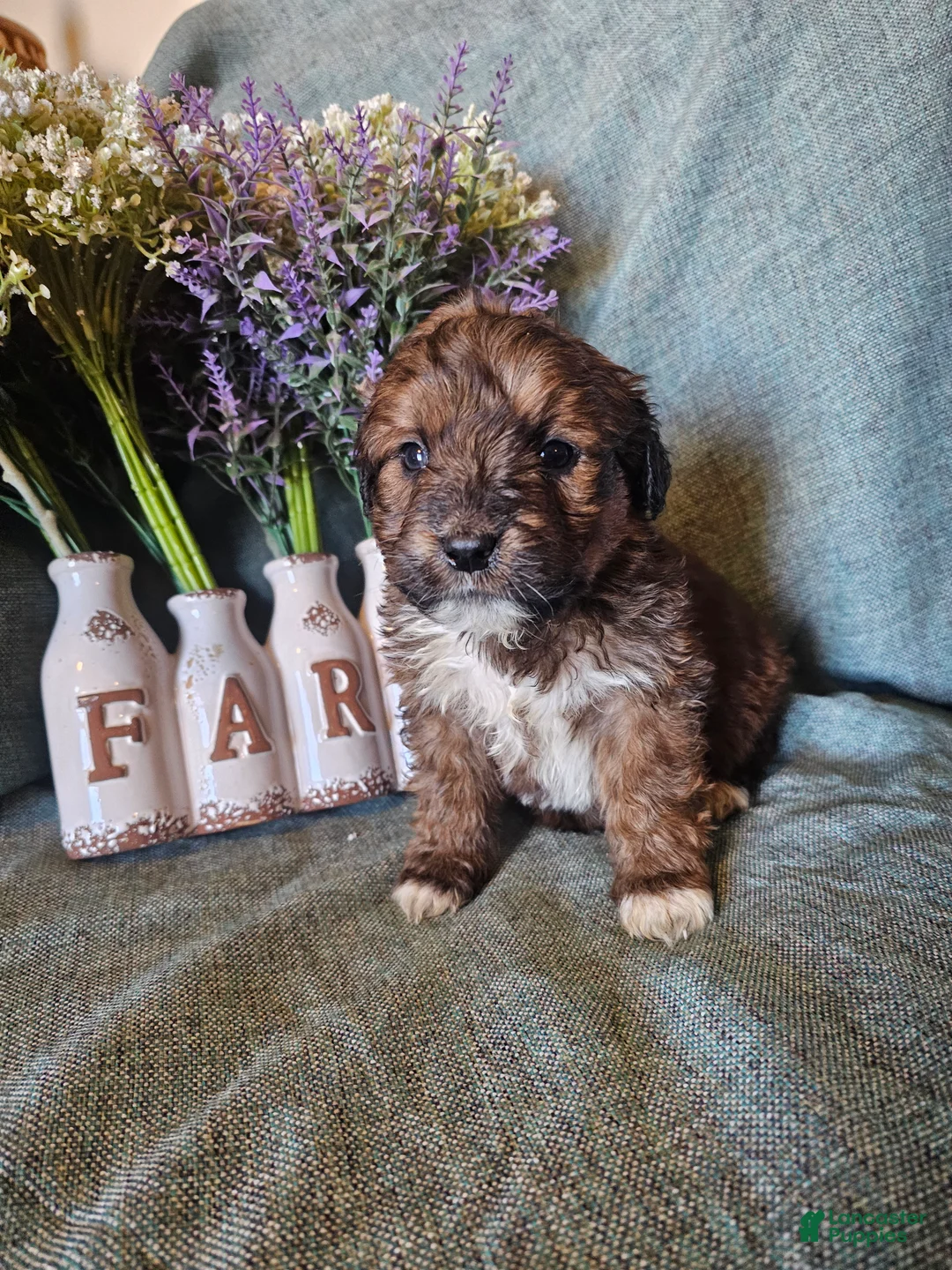 Mixed Breed dogs for sale: Jasmine. - Ad 3