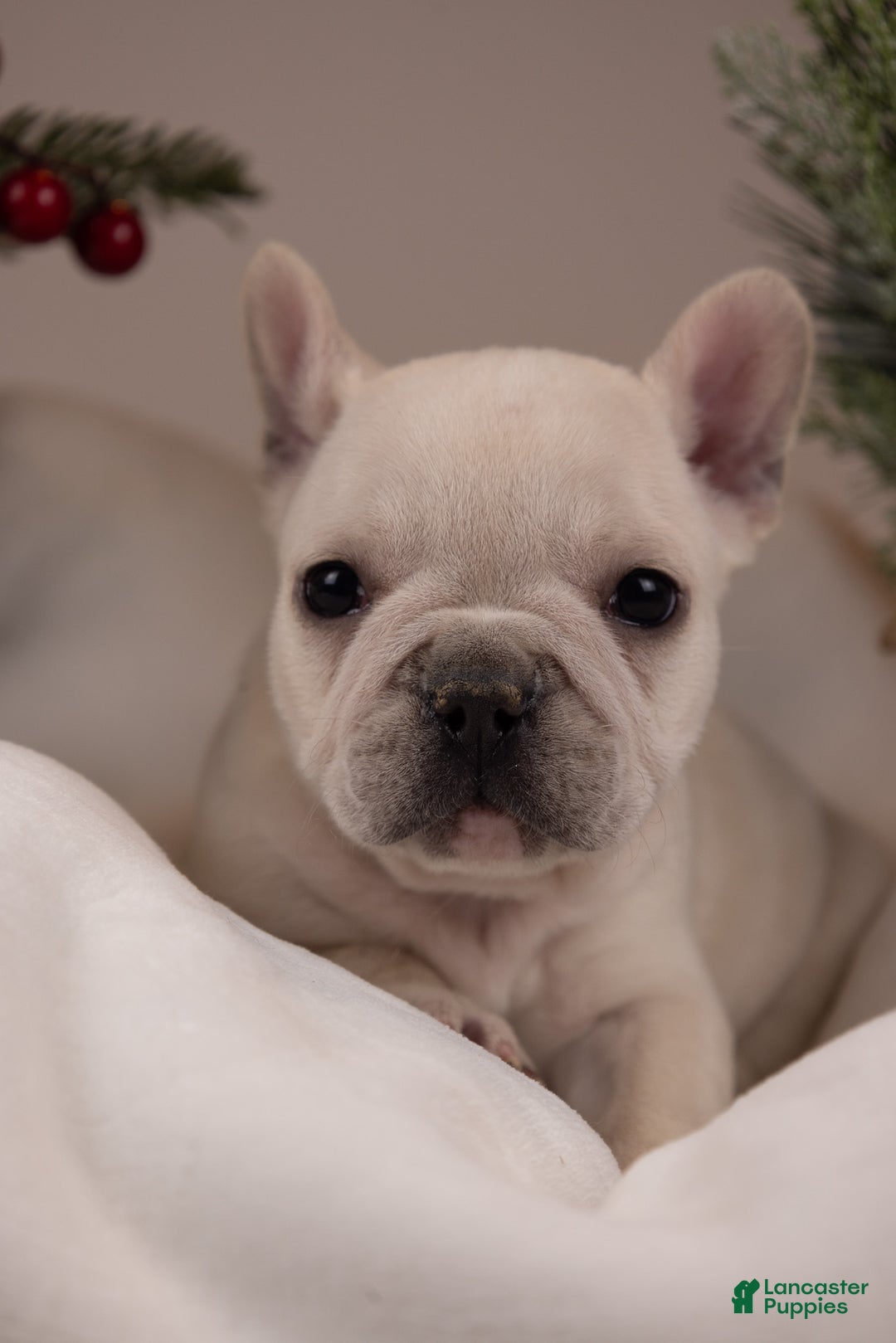 French Bulldog dogs for sale: Bluey - Ad 22