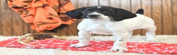 German Shorthaired Pointer dogs for sale: Daisy - Ad 3