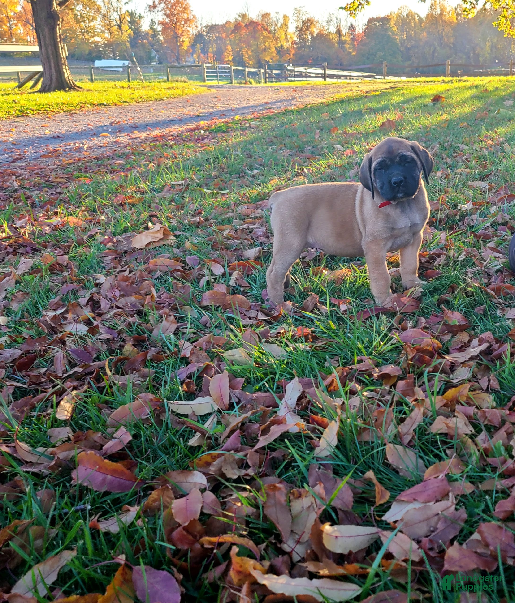 English Mastiff dogs for sale: Tibby - Ad 1