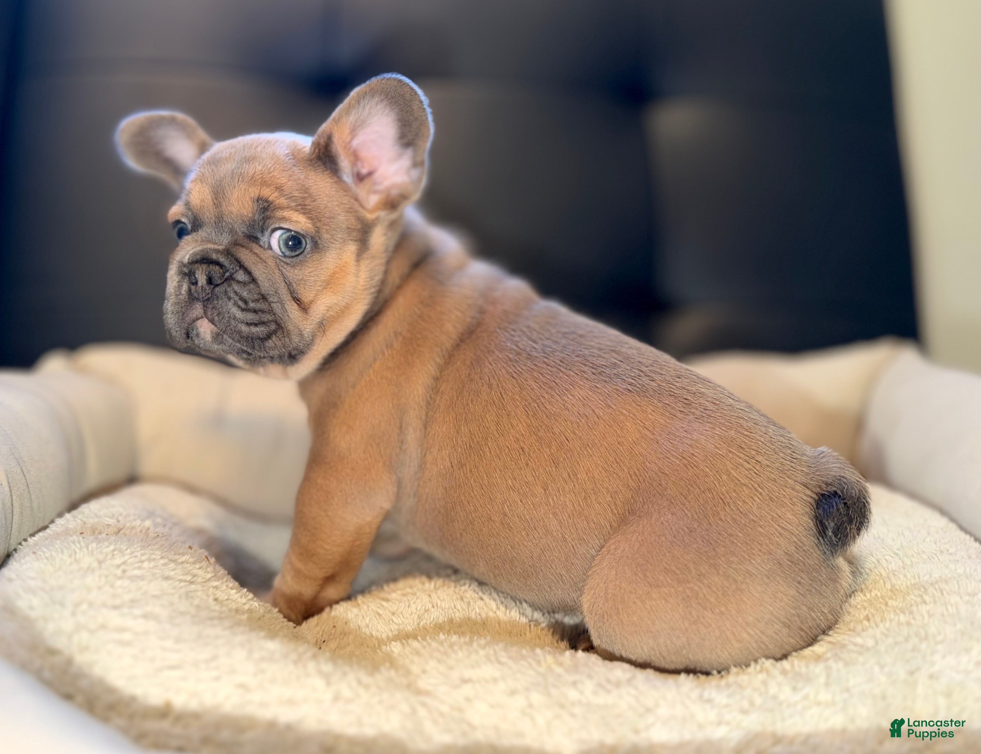 French Bulldog dogs French Bulldog Puppy 5 - Ad 4