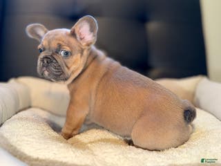 French Bulldog dogs French Bulldog Puppy 5 - Ad 8