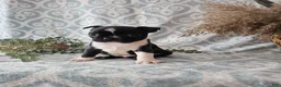 Boston Terrier dogs for sale: Boston Terrier Puppy 2 - Ad 9