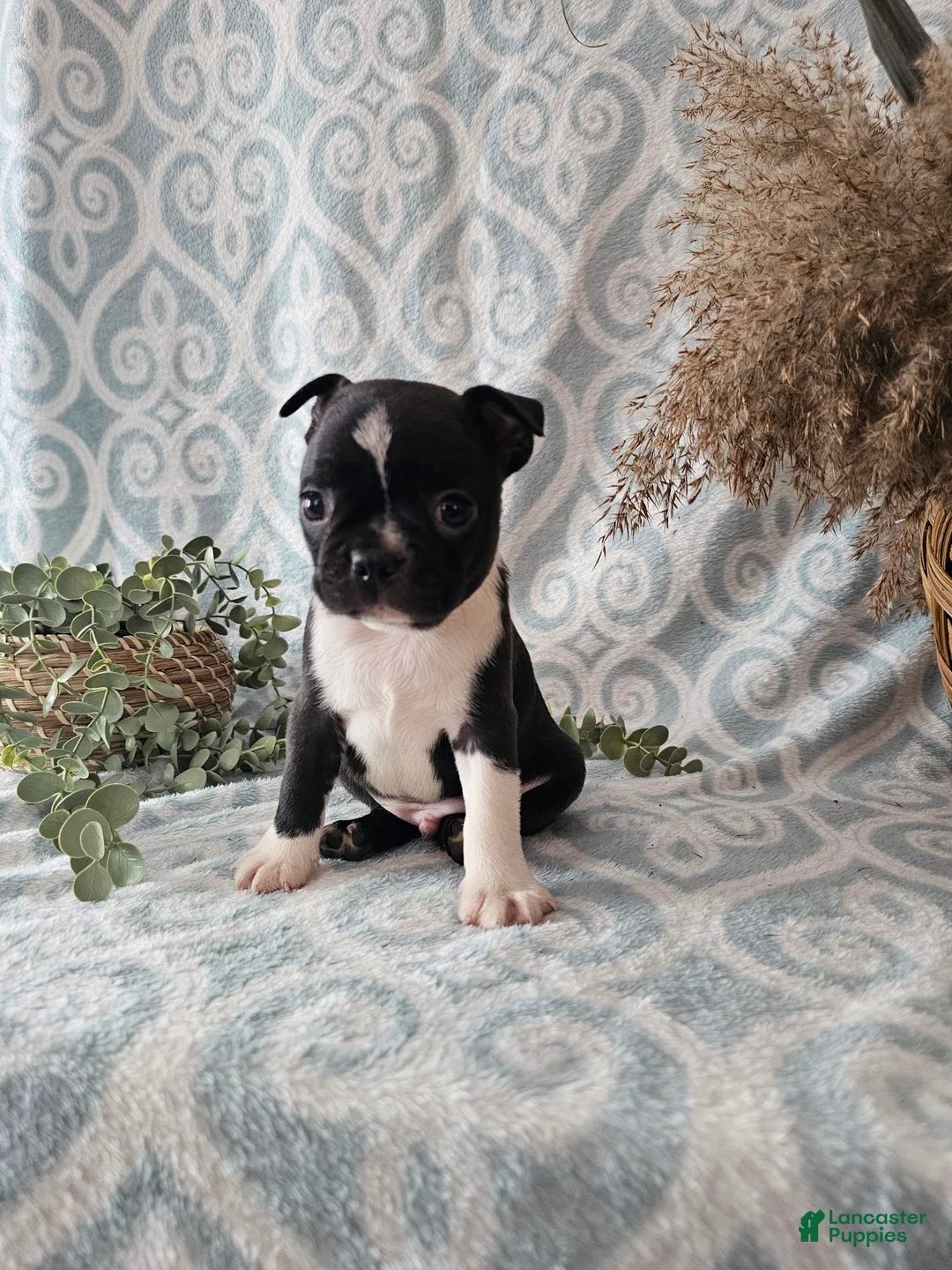 Boston Terrier dogs for sale: Boston Terrier Puppy 2 - Ad 9