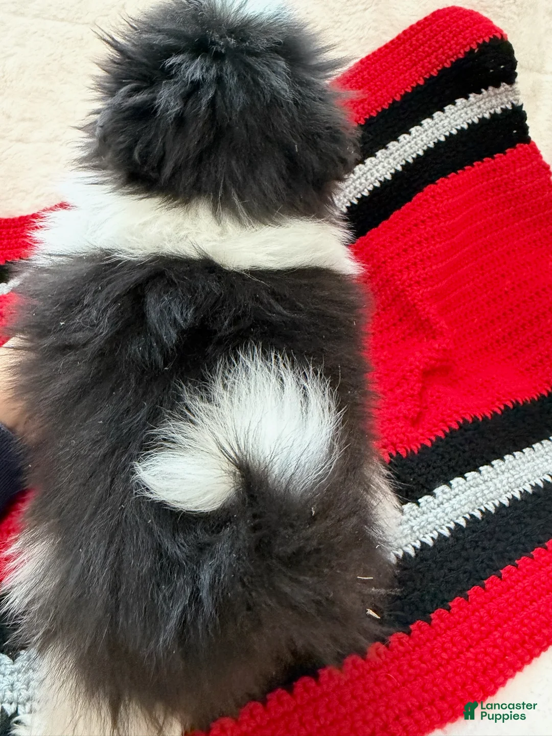 Pomeranian dogs for sale: Panda - Ad 3