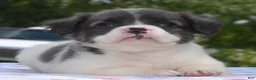 Mixed Breed dogs for sale: Zoey blue pied fluffy  - Ad 17