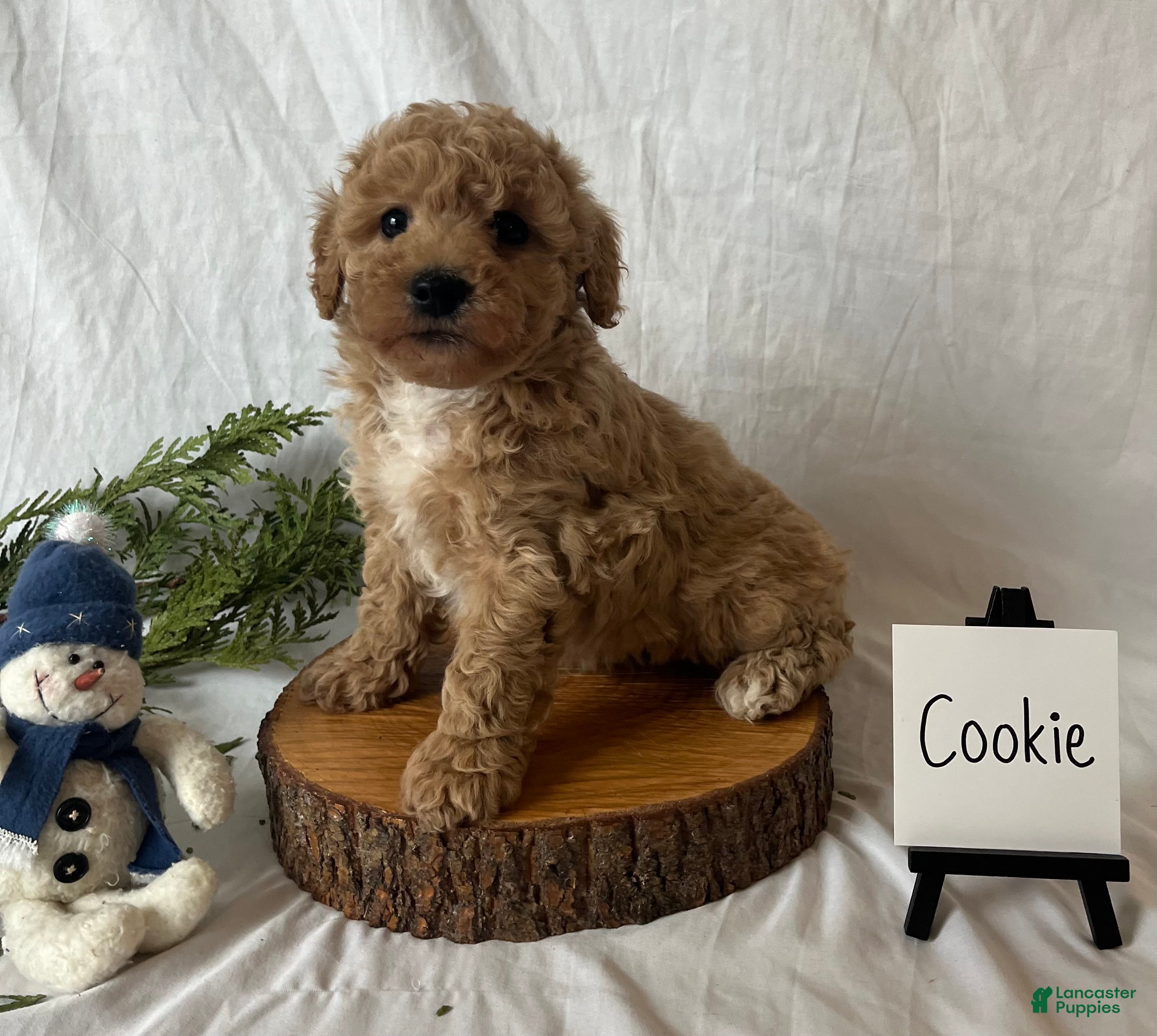 Maltipoo dogs Cookie - Ad 29