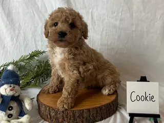 Maltipoo dogs Cookie - Ad 32
