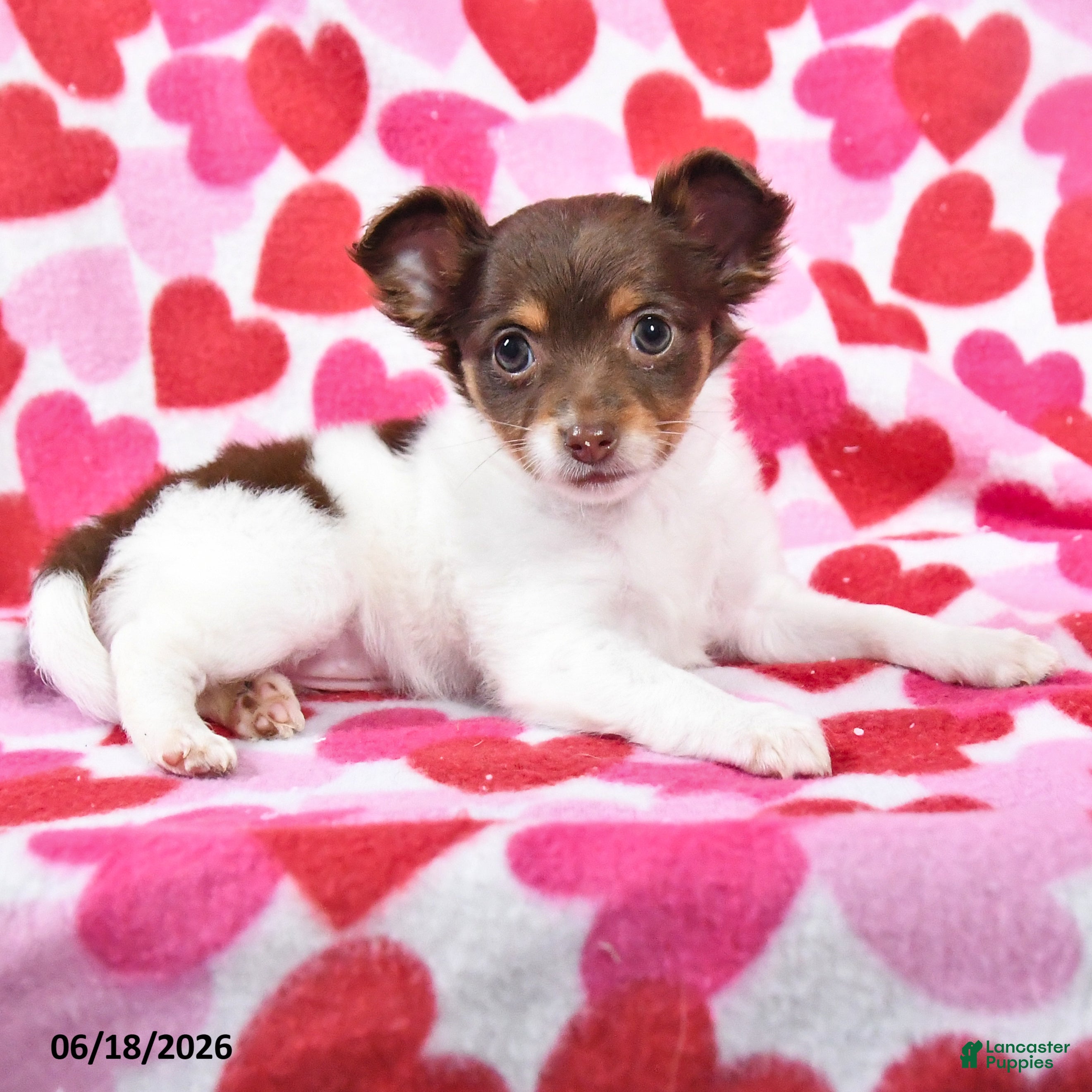 Chihuahua dogs Trixie - Ad 2