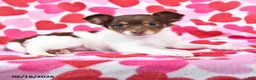Chihuahua dogs for sale: Trixie - Ad 2