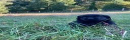 Newfoundland dogs for sale: Scarlet - Ad 11