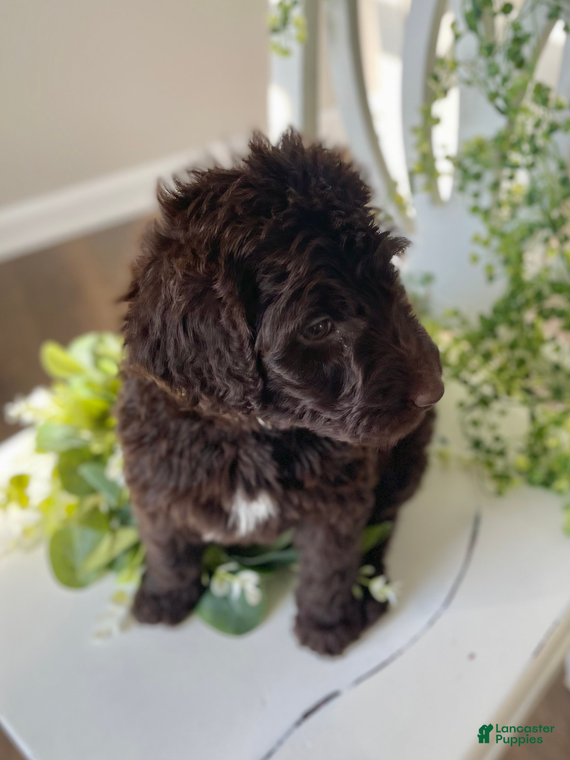 Goldendoodle dogs Ms yellow - Ad 22