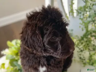 Goldendoodle dogs Ms yellow - Ad 22