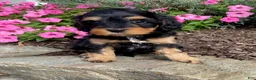 Cavapoo dogs for sale: Magic - Ad 3