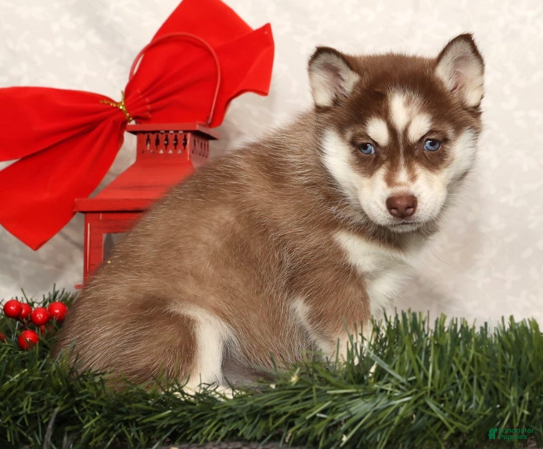 Siberian Husky dogs for sale: Mary - Ad 3
