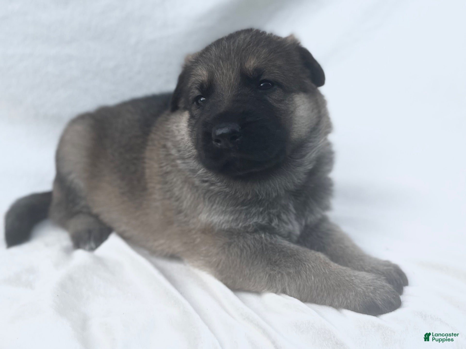 German Shepherd dogs Sadie - Ad 2