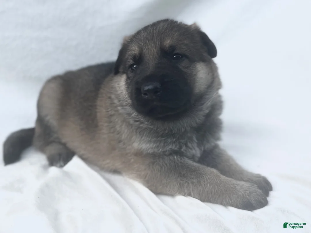 German Shepherd dogs for sale: Sadie - Ad 2