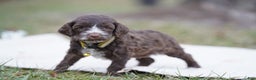 Portuguese Water Dog dogs for sale: Dasher - Ad 3