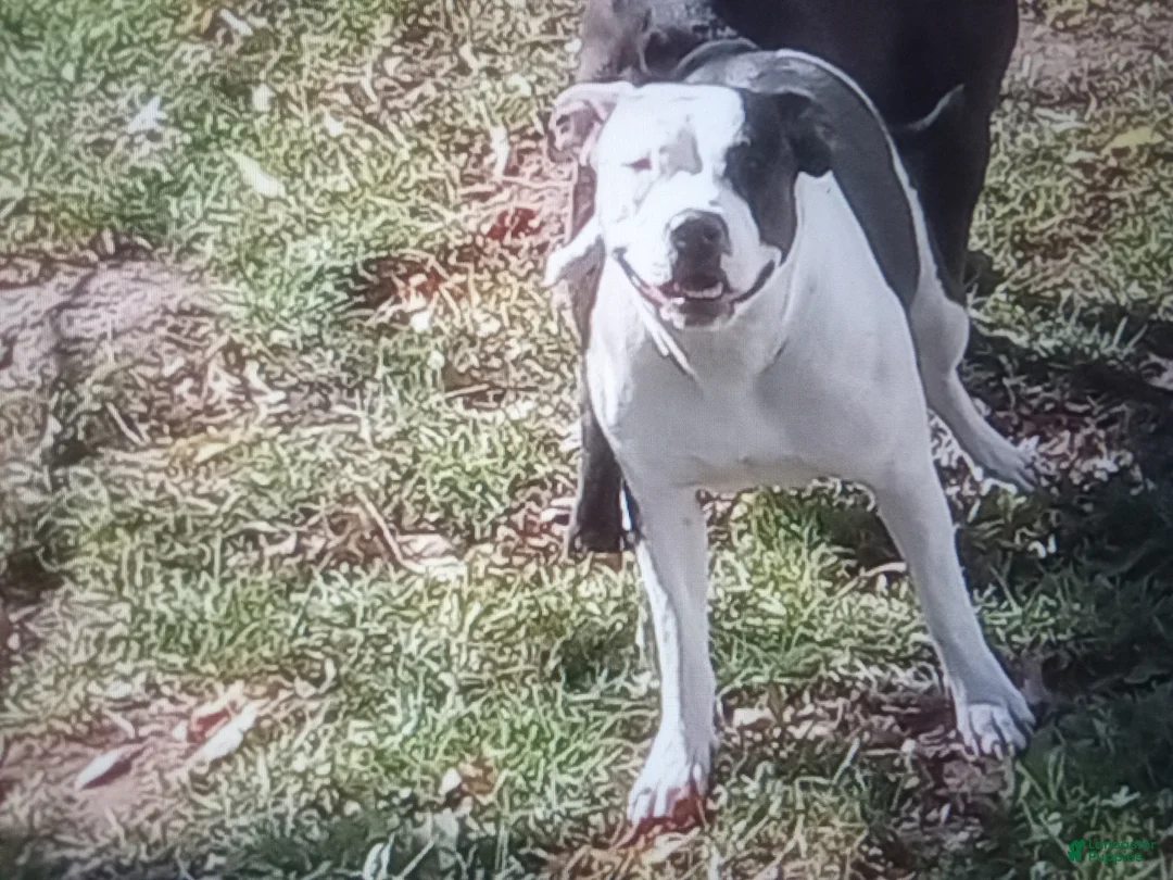 American Pit Bull Terrier dogs for sale: American Pit Bull Terrier Puppy 11 - Ad 2