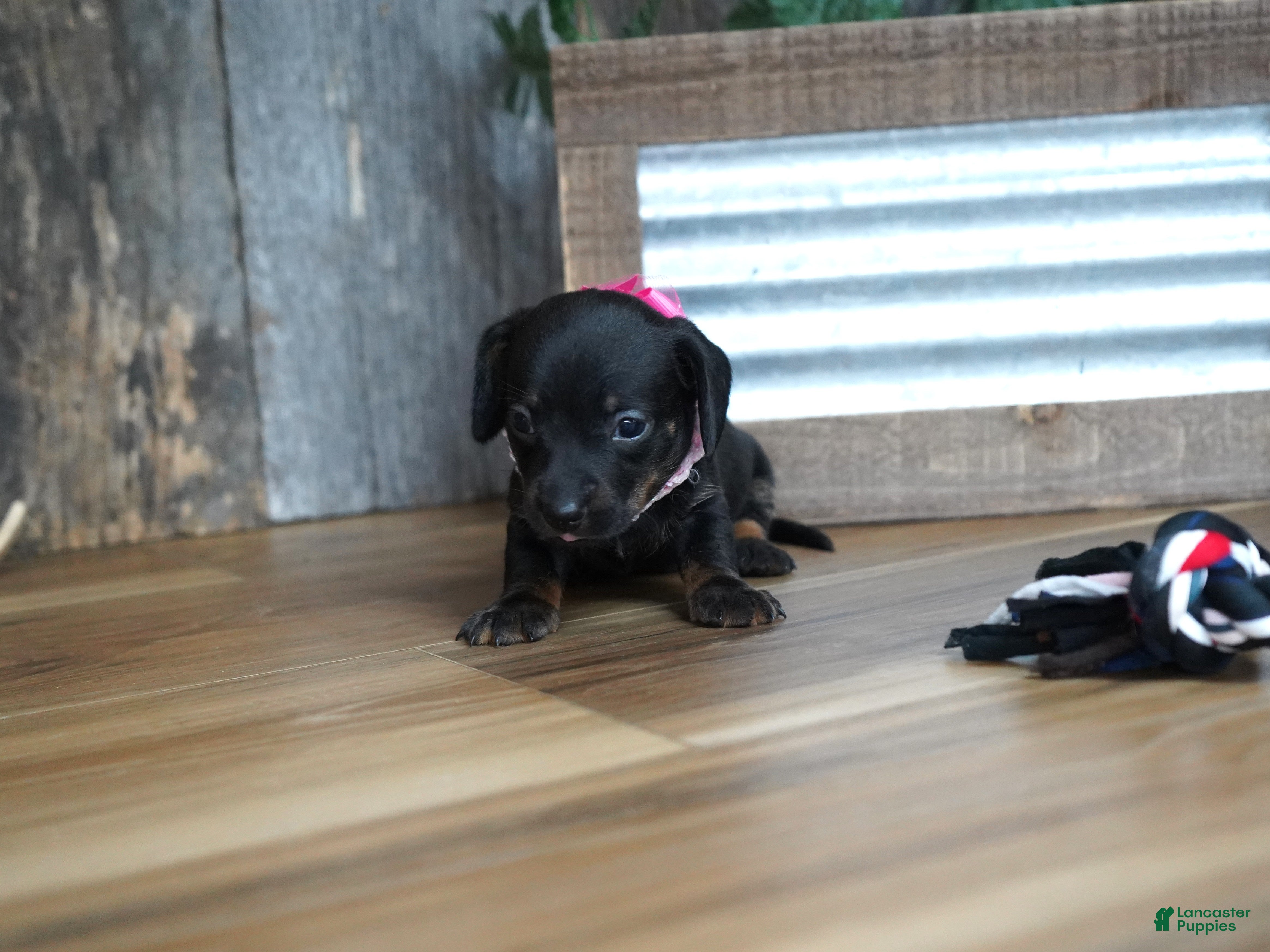 Miniature Dachshund dogs for sale: Ally - Ad 2