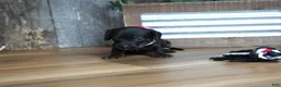 Miniature Dachshund dogs for sale: Ally - Ad 1