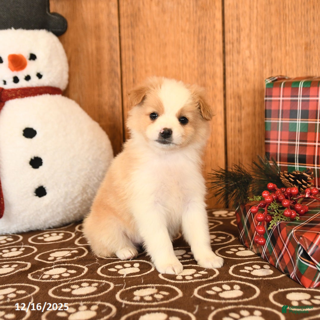 Miniature Australian Shepherd dogs for sale: Jemma - Ad 4