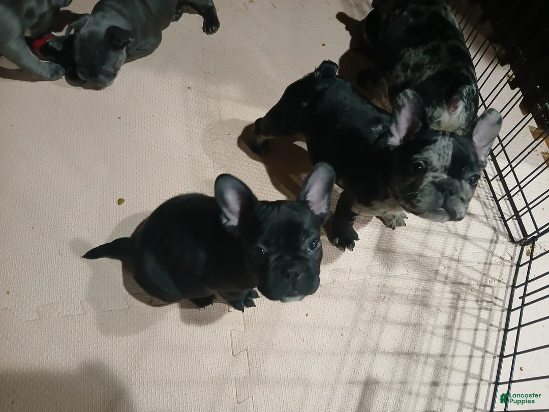 French Bulldog dogs for sale: Max - Ad 5