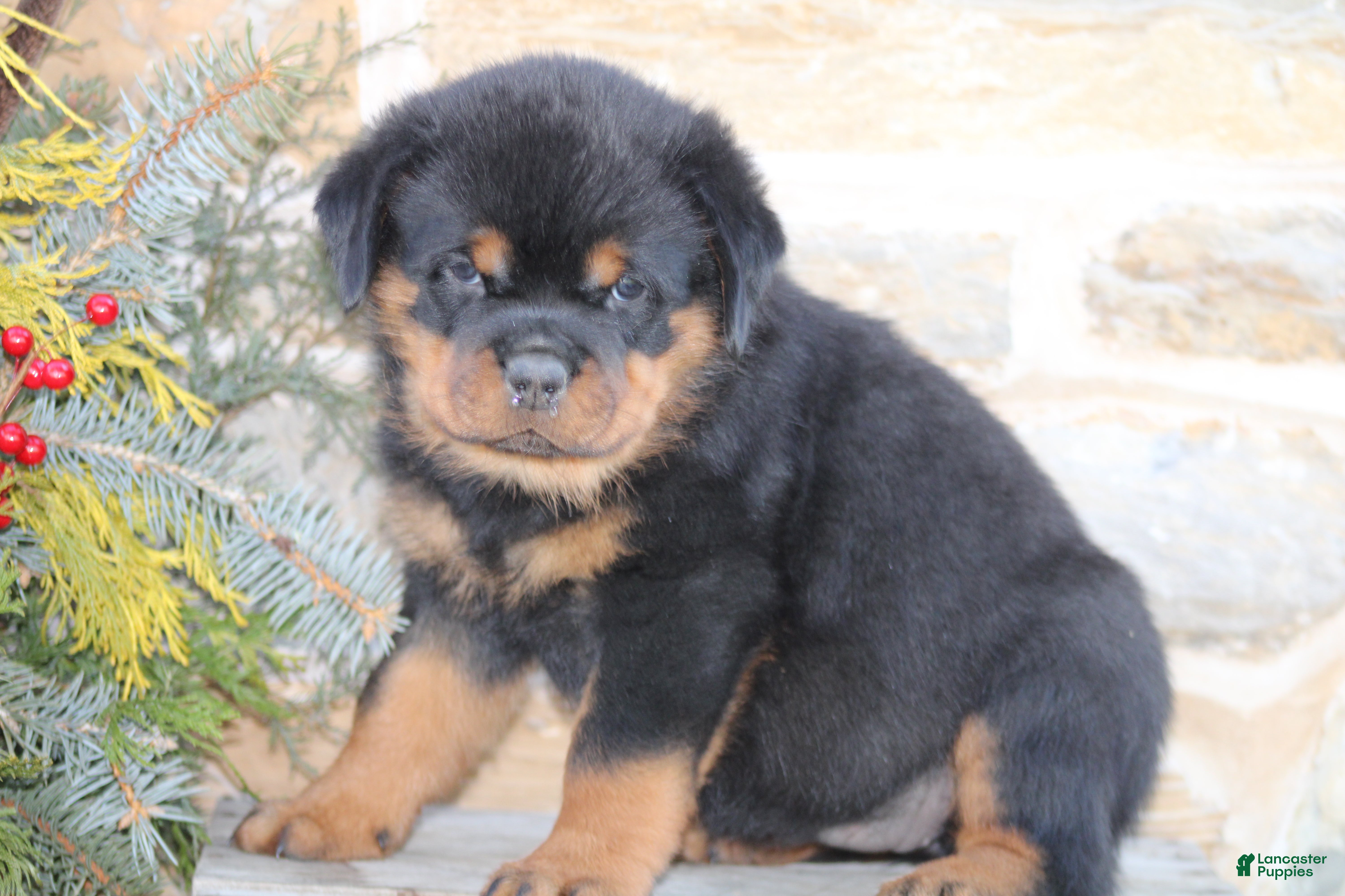 Rottweiler dogs Harper - Ad 4
