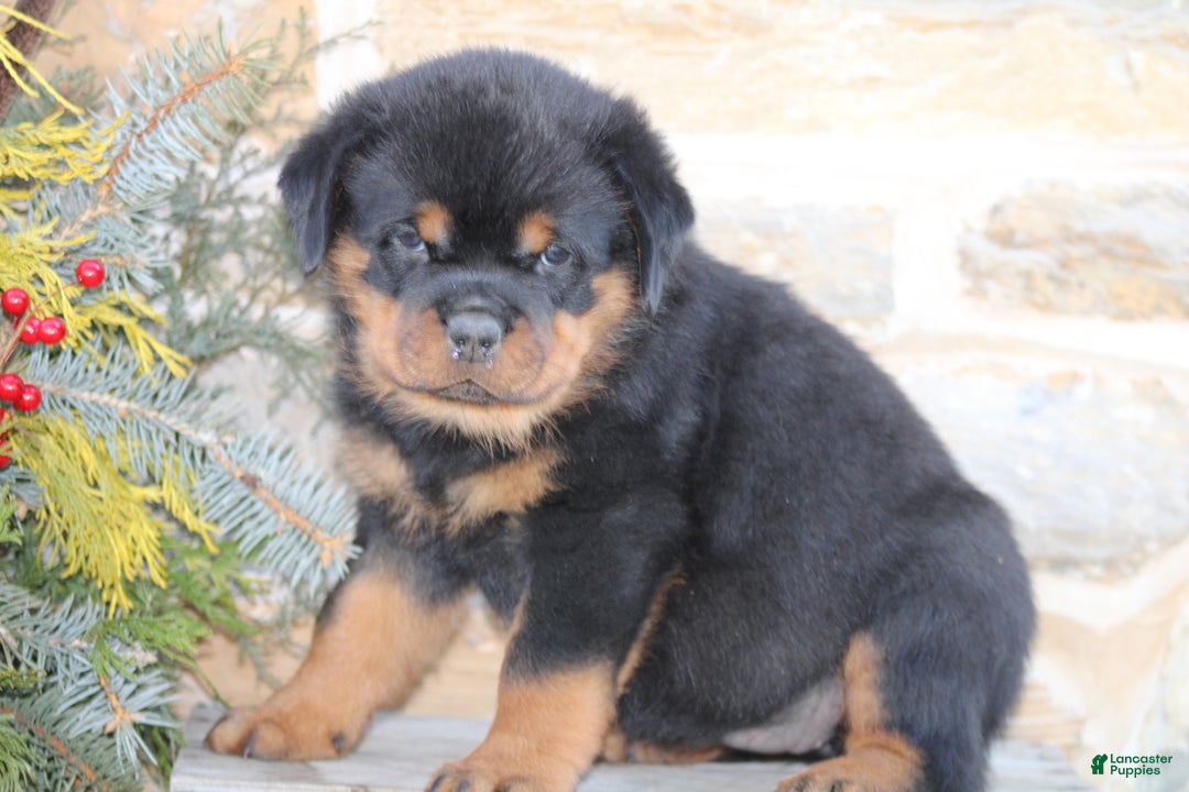 Rottweiler dogs for sale: Harper - Ad 1