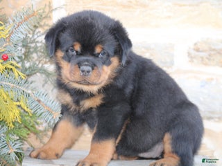 Rottweiler dogs Harper - Ad 5