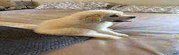 Siberian Husky dogs for sale: Siberian Husky 1 - Ad 10