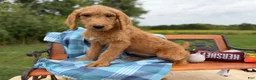 Labradoodle dogs for sale: Marcia (Girl) - Ad 5