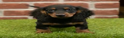 Miniature Dachshund dogs for sale: Harry - Ad 9