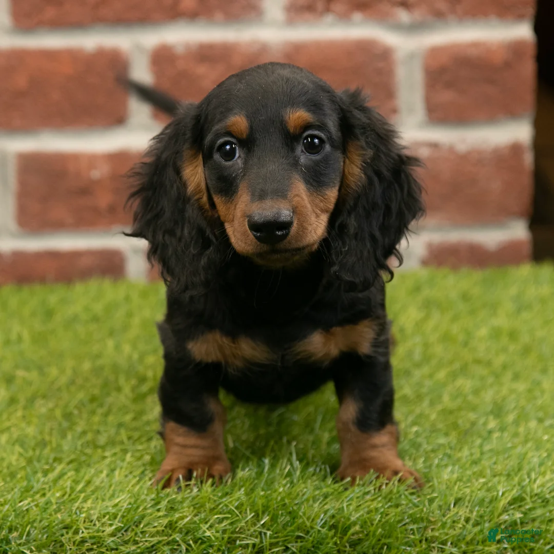 Miniature Dachshund dogs for sale: Harry - Ad 9