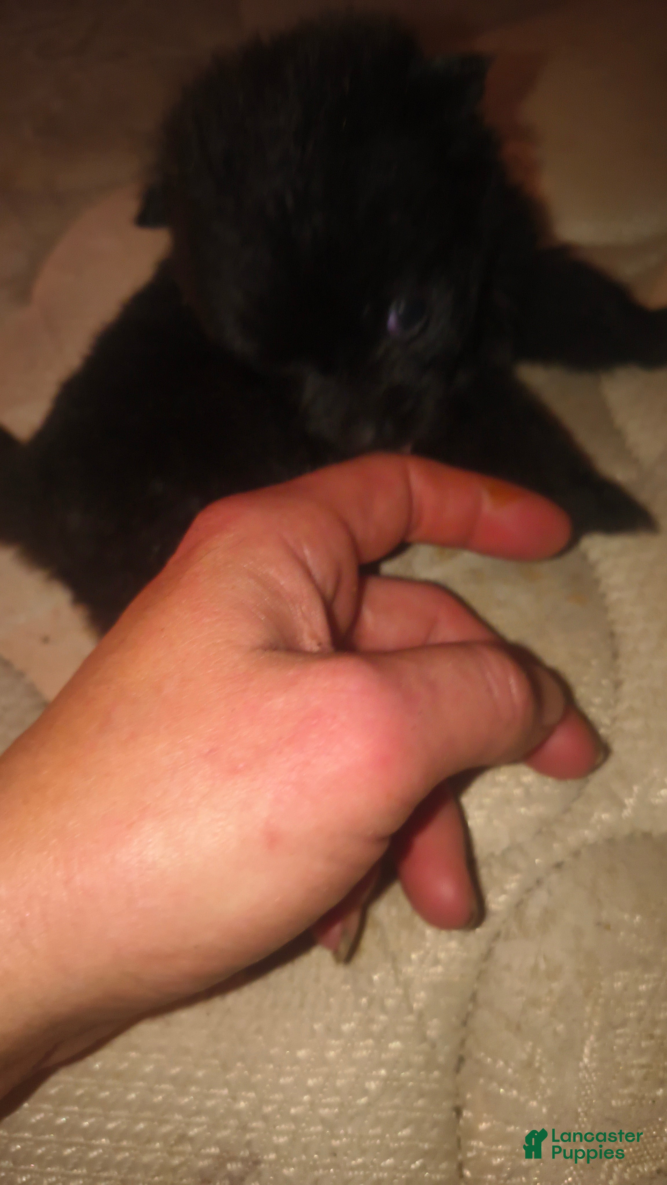 Pomeranian dogs Pomeranian Puppy 2 - Ad 13