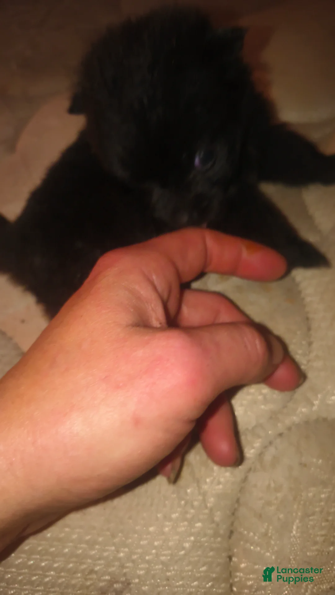 Pomeranian dogs for sale: Pomeranian Puppy 2 - Ad 1