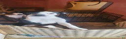 Mixed Breed dogs for sale: Mixed Breed 1 - Ad 2
