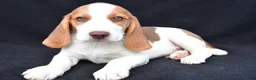 Beagle dogs for sale: Marcus - Ad 4