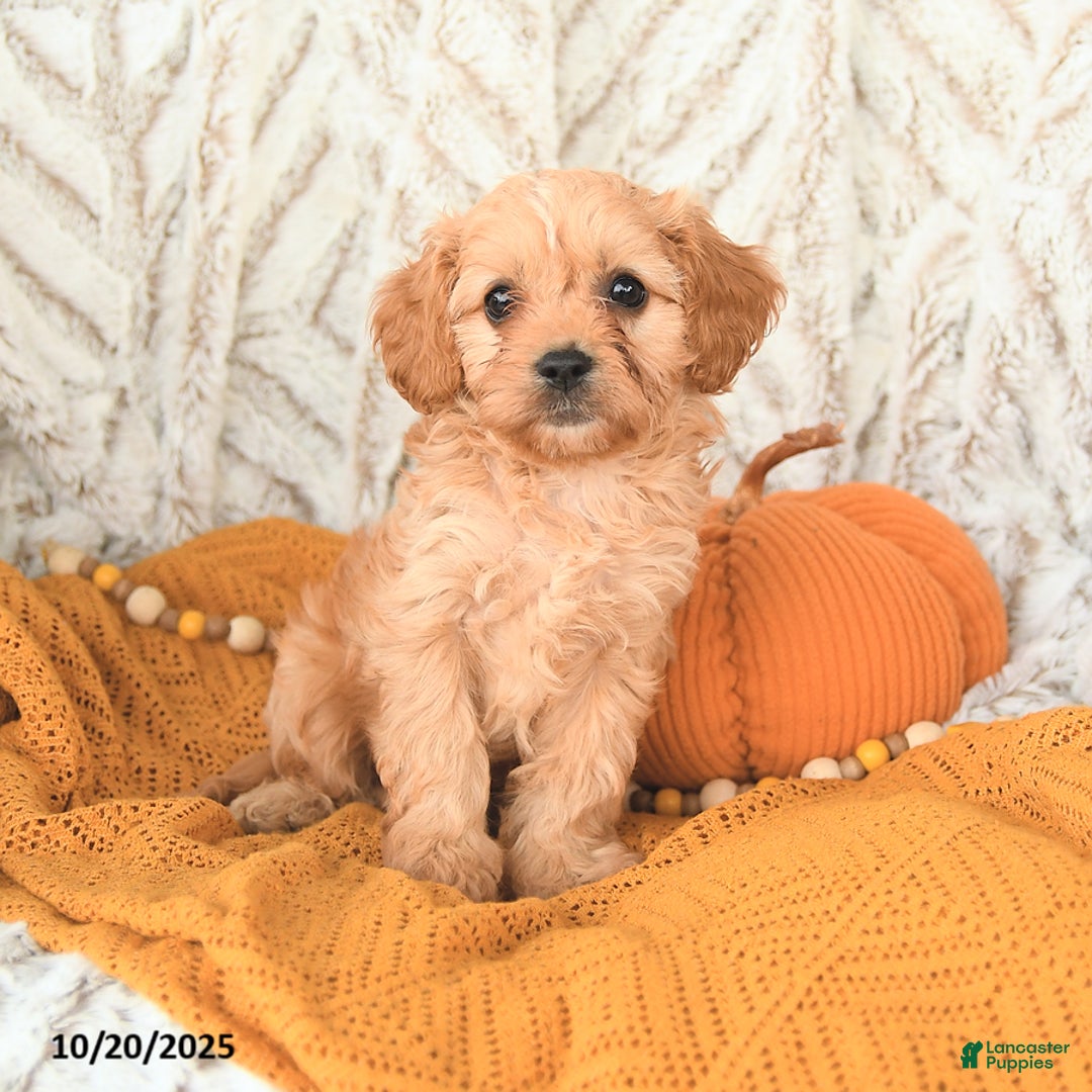 Cavapoo dogs for sale: Dixie - Ad 7