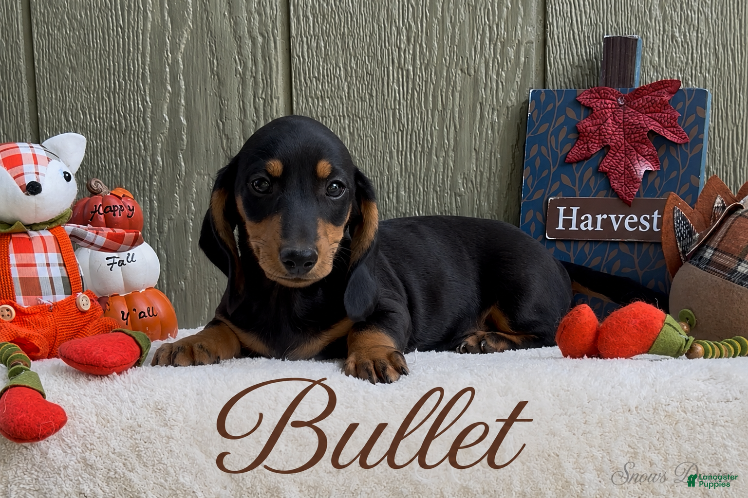 Miniature Dachshund dogs Bullet - Ad 1