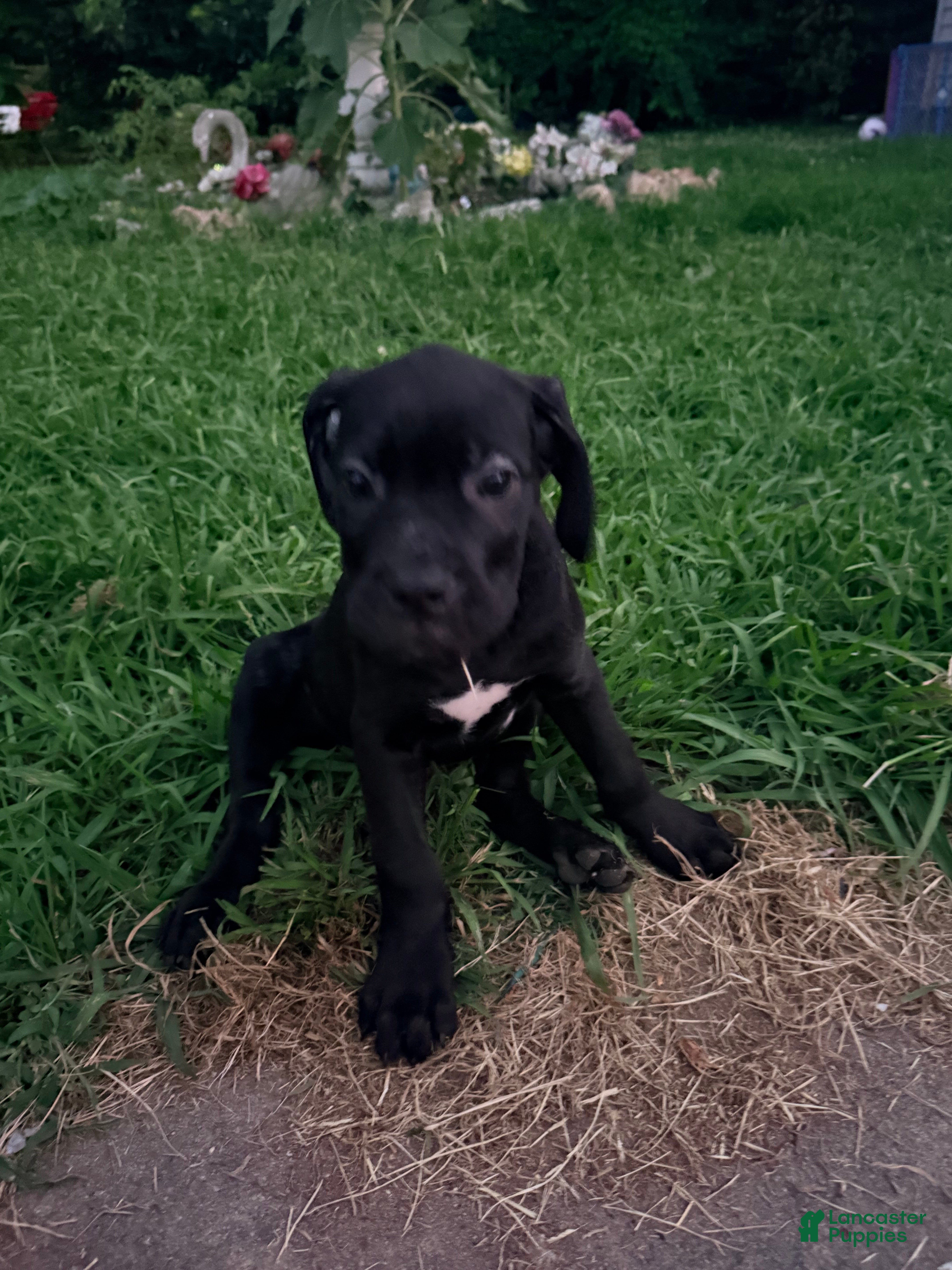 Cane Corso dogs Rufus AKC blue collar - Ad 28